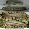 chaz persephone larva5 volg1